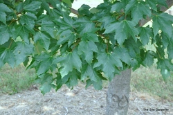 Acer rubrum 'New World' — photo 2